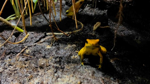 3K views · 33 reactions | Poison frogs, also known as poison arrow or...