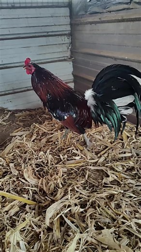 trio Colonels , 12 hundred 15 hundred shipped. , for breeding purposes only