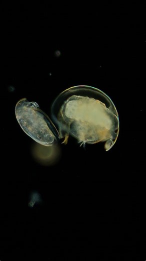 6.5K views · 2.4K reactions | Birth of a water flea of the genus Alona. Did you know that most water fleas are capable of reproducing without males?  . . . #science #biology #microscopy | Science into Images | Facebook