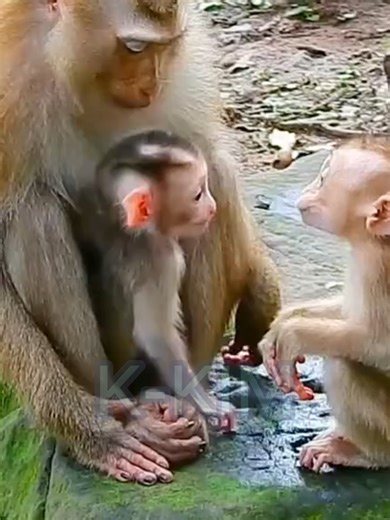 Genius Baby Monkey Shows Mind-Blowing Tricks