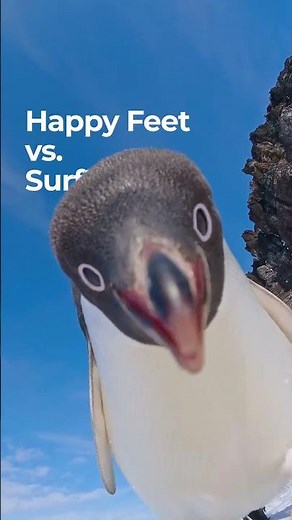 Happy Feet vs Surf’s Up 🐧 Which Penguin Movie Wins? #shorts #penguins