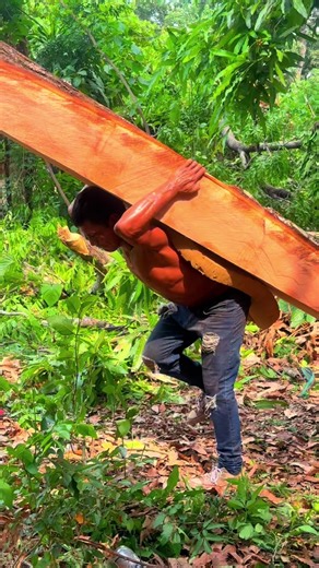 Extracción de madera en montaña Antigua Guatemala: maderas finas