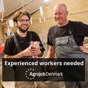 9.8K views · 194 reactions | Job opportunities in Denmark if you have...