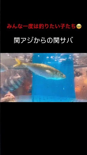 いつかは釣りたい… #釣り #関アジ #関サバ #アジ #サバ