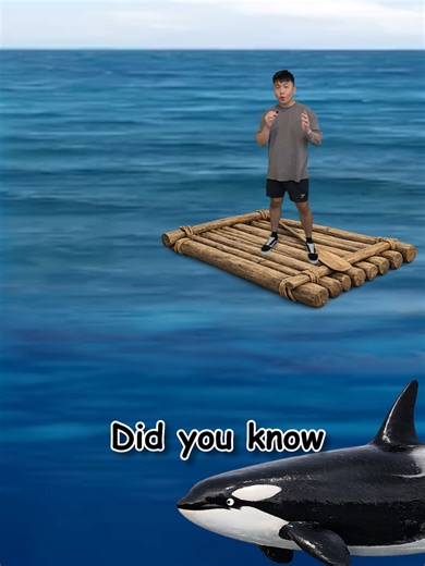 Why Are They Called KILLER Whales? | whales