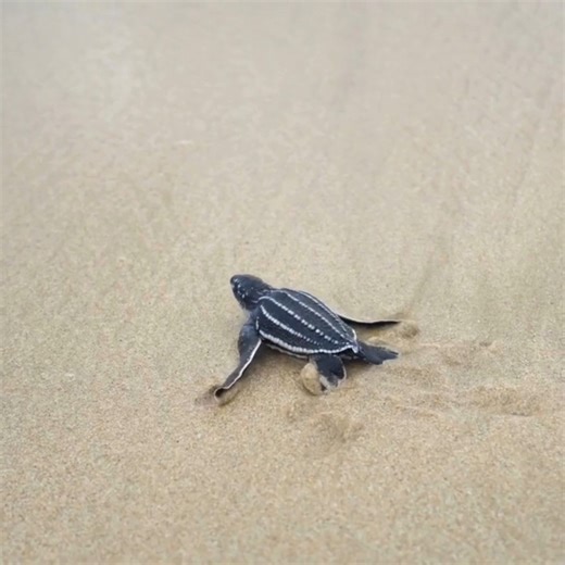 12K views · 246 reactions |  Happy #WorldSeaTurtleDay!  Watch this tiny leatherback makes its way to the waves. With spiny throats built to trap jellyfish and powerful flippers built for speed, leatherbacks are true ocean athletes. Unlike other turtles, they can’t hide in their shells — but in the water, they’re built to thrive. Let’s keep the ocean safe for them, every step — and splash — of the way.  | WWF-Canada | Facebook