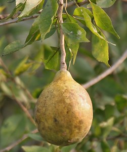 Bael Fruit, Stone Apple Or Aegle Marmelos and Its Health Benefits