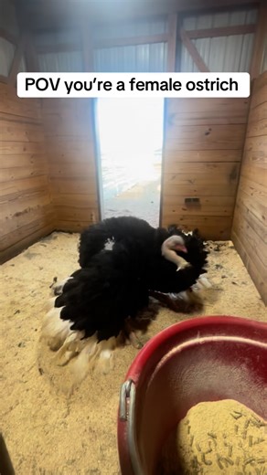 ✨🪶 Did you know ostriches dance? 🪶✨ Ostriches don’t just run fast they’ve got some serious moves! They dance to: Attract a mate! (a feather-fluffing, wing-flapping love performance) So when you see an ostrich spinning, flapping, and swaying, it’s not just for fun… it’s part of who they are. #westmeisterfarm #bestdayever #ostrich #ostrichdance #fyp | Westmeister Farm Animal Encounters