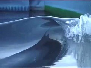 Meet Fred Coblyn: The Tortoise in the Artificial Wave Race | The Inertia