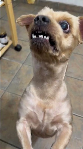 Peabody gets his pie then realizes it’s yucky