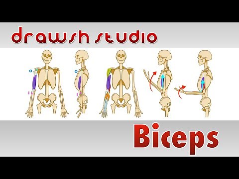 The Biceps