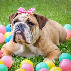 Bulldog Types: American, English and French ▷➡️ Postposmo