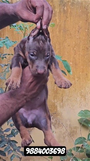 doberman female Puppies for sale 😜😁 #viral #trending #shorts