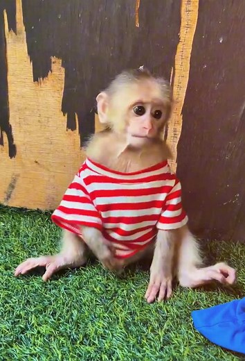 Funny Baby Monkey Moments That Will Make You Smile