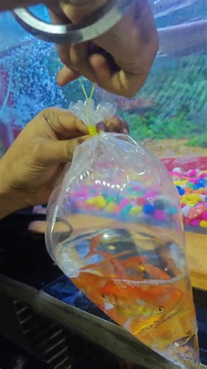 See How My Arowana and Peacock Bass React to Goldfish Feeding. #trending #shorts #viral #ytshorts