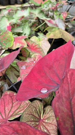Red leaf Caladium #nature #caladium #plants