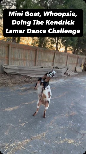Hannah Pauk | Mini Goat, Whoopsie, Doing The Kendrick Lamar Dance Challenge #goats #nigeriandwarfgoats #petstagram #goatsofinstagram #farmlife #pets... | Instagram