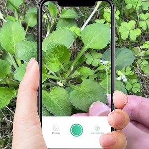 2.6K views · 24 reactions | Instantly identify 10,000+ plant species, include flower, tree, leaf, weed and more. Includes rare plants in the world.塞復陋 Don't miss it! | PictureThis | Facebook