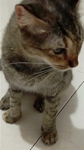 Cireng complains to Mama Kumiko is naughty, Maa #funnyanimal #funnycat