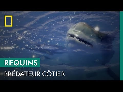 Le requin-bouledogue, dangereux prédateur en eaux peu profondes