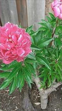 Roses That Love Epsom Salt: Boost Growth Naturally