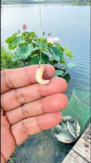 Correct Way to Attach Live Bait on a Hook👍👍 #fishing #bassfishing #carpfishing