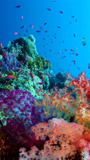 Meet the locals of Palau waiting for you beneath the surface 🇵🇼🐟 From vibrant reefs to unforgettable encounters, Palau never disappoints 💙✨ Ready to dive in? 👇 💬 Chat with our team on WhatsApp: https://wa.me/13108189733 🔍 Explore our dive packages: https://palaudiveadventures.com/palau-dive-packages/ #PalauDiveAdventures #DivePalau #Palau #Diving #Dive | Palau Dive Adventures