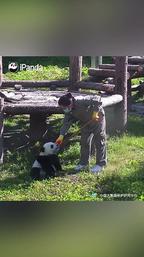 Daily Routine of Panda Nanny: Baby Pandas Care and Enclosure Tidying
