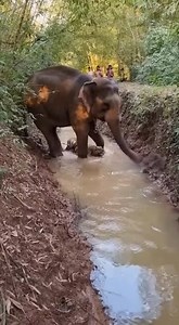 TIGER ATTEMPTS TO TAKE DOWN ELEPHANT IN RARELY SEEN WILDLIFE CLASH (September 10, 2025) A stunning wildlife encounter was captured on safari footage this week when a Bengal tiger launched a surprise attack on a young elephant, triggering a dramatic standoff that left guides and tourists stunned. According to park officials, the tiger had been stalking along the edge of a watering hole in India’s Kaziranga National Park when it spotted the juvenile elephant wandering slightly ahead of its herd. I