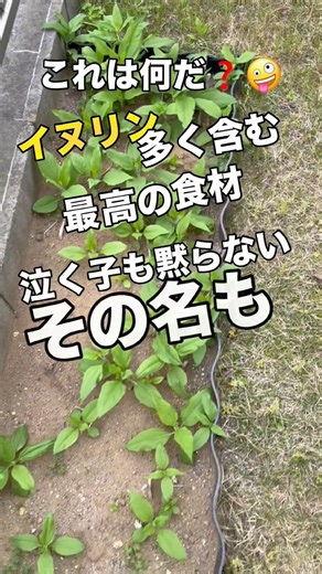 【菊芋】血糖値高いカミさんはコレを喰う！ #菊芋 #イヌリン #糖尿病予防