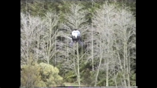 Check out this awesome video from the old days - back in 1987 in New Zealand when the late Rex Forrester launched his Helicopter Hunters book showcasing many of the legends of the Kiwi venison recovery industry. The antics these boys got up to on this day was typical of what we could do back then - cant get away with this now thanks to the suits in Wellington 😁. Enjoy the clip - thanks to Piers Harvey for sending it to us. And to everyone who flew, shot and supported the machines in the best er