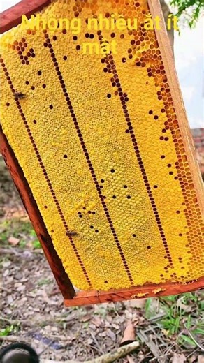 Luôn phải có nhộng