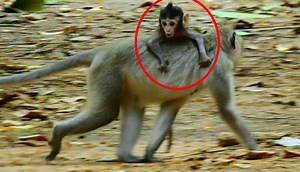 2.1K views · 63 reactions | Poor baby JoJo heart beating so fast got kidnap by young kidnapper for first time, JoJo really cry almost break throat | Adorable Monkey | Facebook