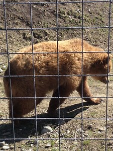 British Columbia Wildlife Park - Alchetron, the free social encyclopedia