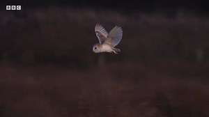 14K views · 1K reactions | Watching a barn owl hunt in daylight is...