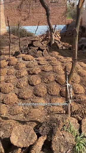 Cow Dung Cake cooking in India