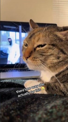 Cat Reacts to Yuno Miles 😂