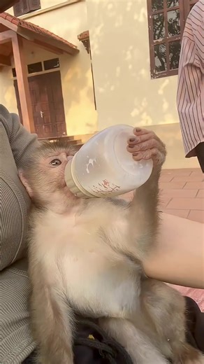 Baby monkey Bubu drinks milk🍼🍼🍼#funny #fyp #monkey #trending #animals