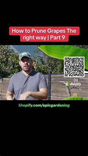 Essential Guide to Spur Pruning Grapes