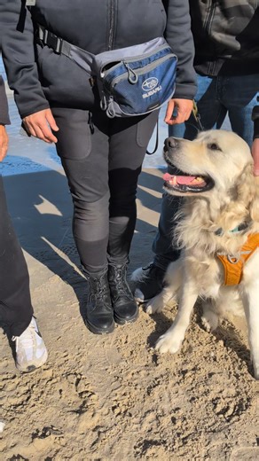 Golden Retriever Freunde in Deutschland on Reels