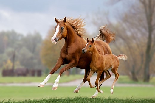 Foal Math: How Many Babies Can a Mare Have? - Horse Rookie