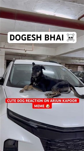 Cute Dog Reaction of Viral Bollywood Actor Arjun Kapoor Meme #dog #doglove #arjunkapoor #bollywood