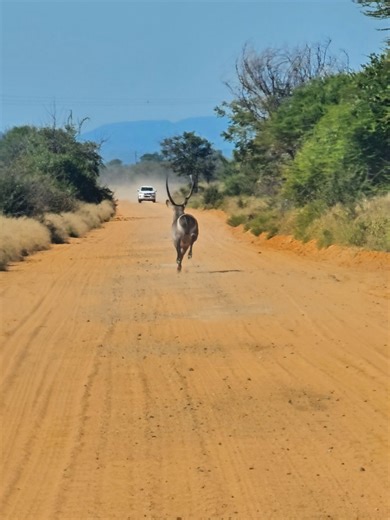 Giant Waterbuck Bull Enjoys Mid-Day Run
