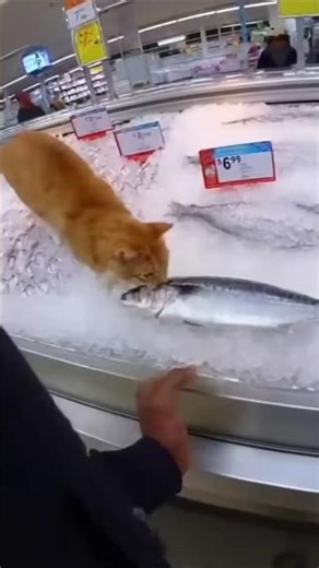 Cat stealing the Fish l SORA AI #shortsviral #shorts #sora2 #cat