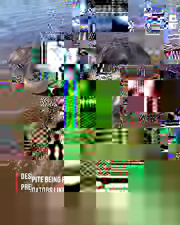 Swimming with my water buffalo... 🐃 | LADbible