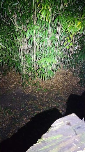 Olight Perun 3 mini in the dark