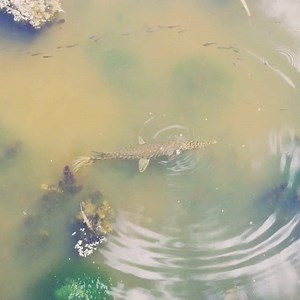 14K views · 104 reactions | Spotted gar are commonly seen in the...