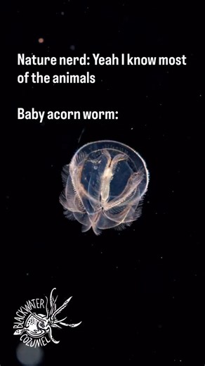 Looking like a crystal sculpture, the baby acorn worm, called a tonaria larva, drifts through the open ocean looking for a home. No larger than a centimeter, these bobbles will eventually settle to the seafloor and develop into an elongated shape. The largest species can reach over a meter in length, and despite the name, they are not closely related to worms or acorns, instead belonging to a group of invertebrate animals know as Hemichordata, who are remarkably close relatives of vertebrates li