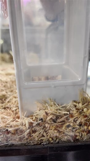 Skorpi奇蟲專門店 on Instagram: "🐭 非洲侏儒鼠Mus minutoides 迷你萌物登場‼️ 呢班細細粒嘅「非洲侏儒鼠」（African Pygmy Mouse），體型得2-4cm，重量仲唔夠一蚊銀，捧係手心就像托住一粒會郁嘅小棉花～☁️ 天生膽小但超級活潑，成日係籠入面跑跑跳跳，睇住佢哋圓碌碌嘅身軀鑽隧道、囤穀物，真係治癒感滿分！✨ 而且佢哋係群居動物，成班一齊住會更開心，睇住佢哋互相理毛、擠埋一覺訓，畫面超級溫馨～ 唔使擔心照顧難度高！侏儒鼠食性簡單，穀物、種子加少量新鮮蔬果就夠，只要有足夠嘅攀爬同隱蔽空間，佢哋就可以安居樂業。 🐭 African Pygmy Mouse | Mini Cuties Alert! These tiny little African Pygmy Mice are total sweethearts in the exotic pet world! Measuring just 2-4cm in length and weighing less than a penny, holding one in your palm is