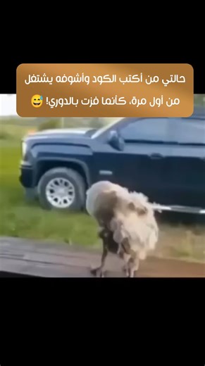 11K views · 66 reactions | #OriginalSoftware #استمتع_بثقافة_الأصلي #تكنولوجيا #برامج_أصلية #MicrosoftOffice #office #windows #antivirus #IDM #server | Original Software | Facebook